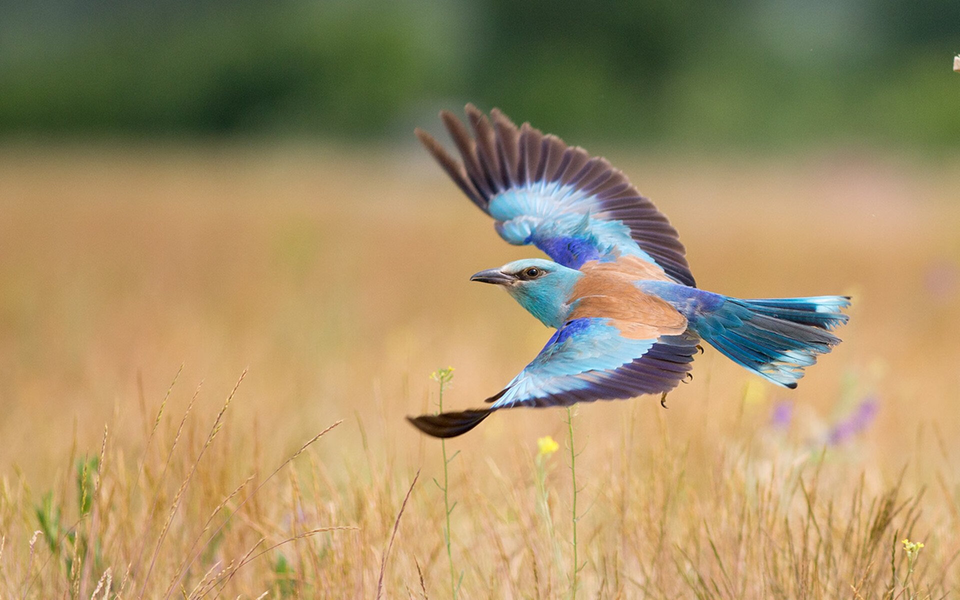 东决关键战之夜，久保建英全场最佳无争议